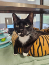 adoptable Cat in Hilton Head Island, SC named Chanel