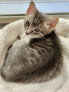 adoptable Cat in Hilton Head Island, SC named Rupert