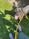 adoptable Dog in  named Angel