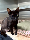 adoptable Cat in Hilton Head Island, SC named Sandy