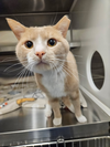 adoptable Cat in Hilton Head Island, SC named Loki