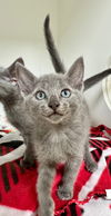 adoptable Cat in Hilton Head Island, SC named Daze