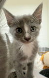 adoptable Cat in Hilton Head Island, SC named Trace