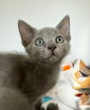 adoptable Cat in Hilton Head Island, SC named Maze