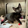 adoptable Cat in Hilton Head Island, SC named Onyx
