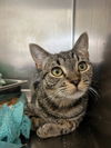 adoptable Cat in Hilton Head Island, SC named Dali