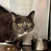 adoptable Cat in  named Gracie
