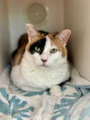 adoptable Cat in Hilton Head Island, SC named Callie