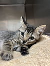 adoptable Cat in  named Tron