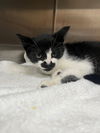 adoptable Cat in  named Smudge