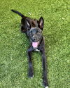 adoptable Dog in Hilton Head Island, SC named Dice