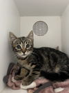 adoptable Cat in Hilton Head Island, SC named Pidge