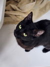 adoptable Cat in Hilton Head Island, SC named Sandy