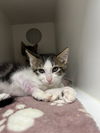 adoptable Cat in Hilton Head Island, SC named Taz