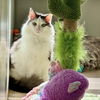adoptable Cat in  named Mr. Kitty