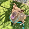 adoptable Dog in  named Roxie