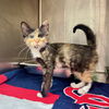 adoptable Cat in Hilton Head Island, SC named Sapphire