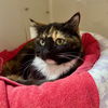 adoptable Cat in Hilton Head Island, SC named Sloane
