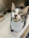 adoptable Cat in Hilton Head Island, SC named Linda