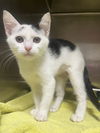 adoptable Cat in Hilton Head Island, SC named Emoji
