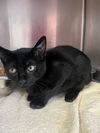 adoptable Cat in Hilton Head Island, SC named Mooch