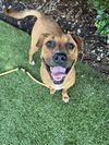 adoptable Dog in  named Sugar