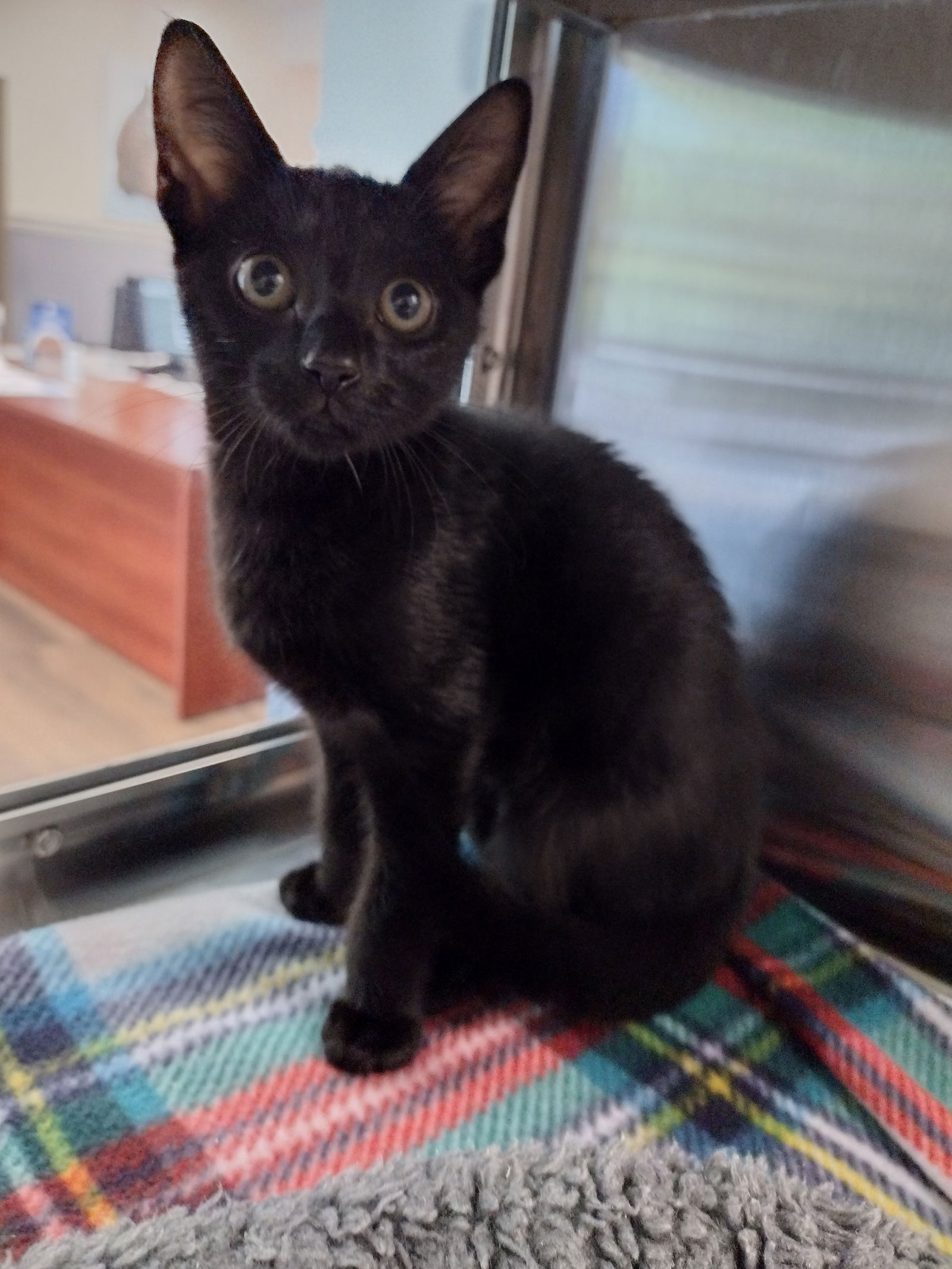adoptable Cat in Hilton Head Island, SC named Amy