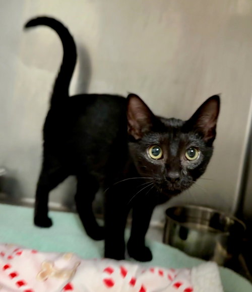 AMY - Domestic Short Hair available for adoption