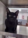 adoptable Cat in Hilton Head Island, SC named Zac