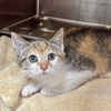 adoptable Cat in Hilton Head Island, SC named Korra