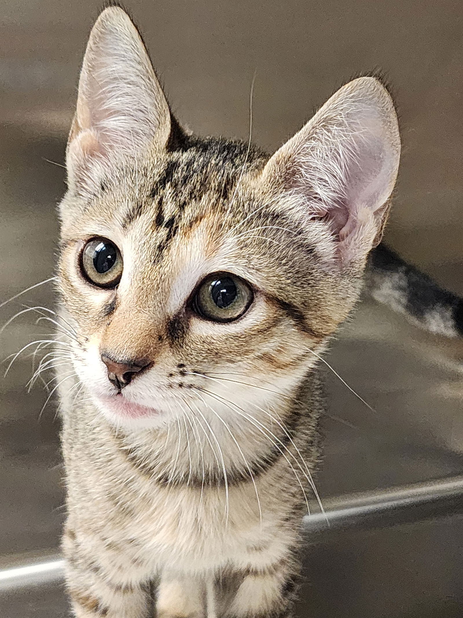 adoptable Cat in Hilton Head Island, SC named Elinor