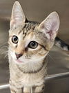 adoptable Cat in Hilton Head Island, SC named Elinor