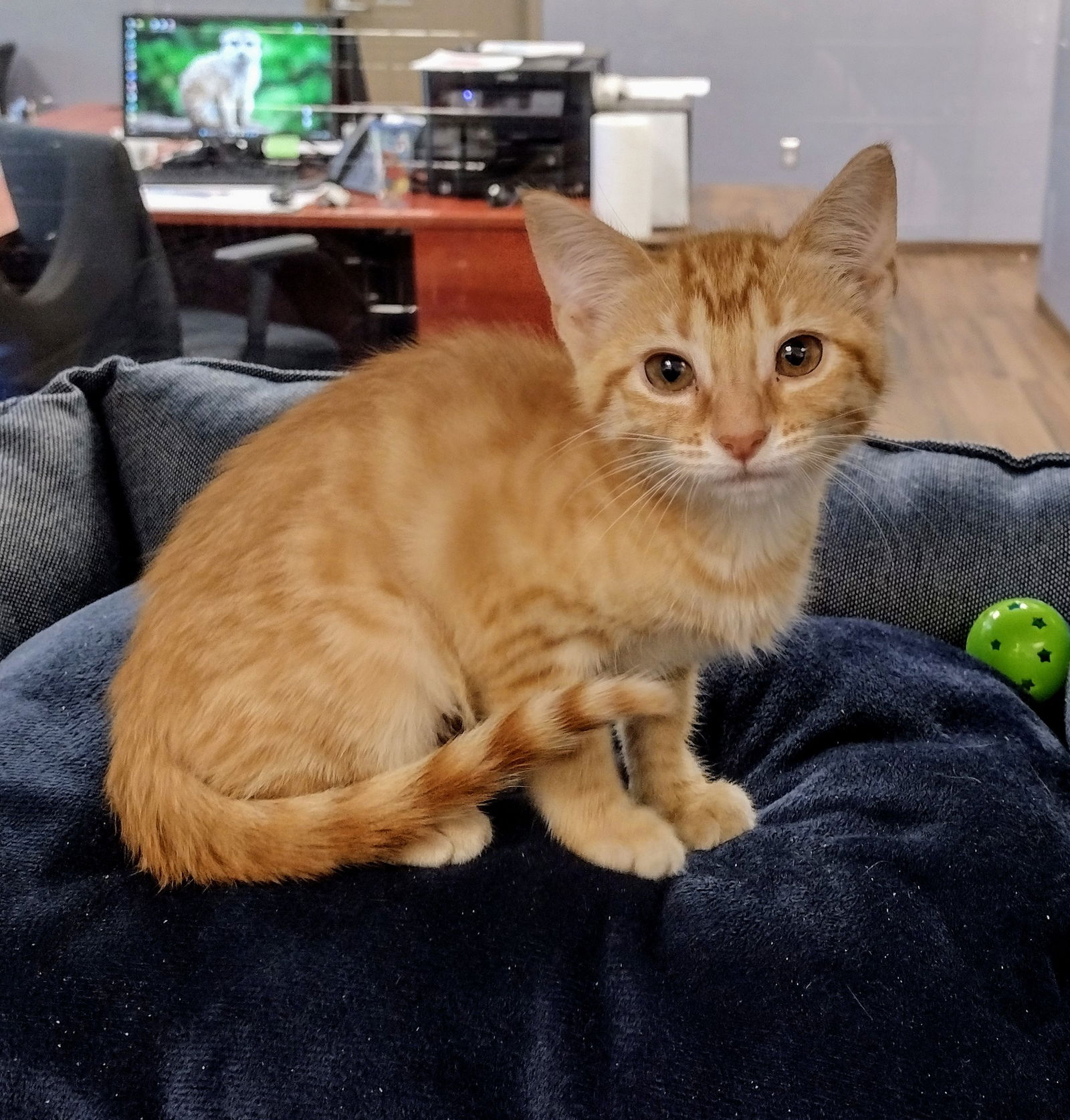 adoptable Cat in Hilton Head Island, SC named Merida