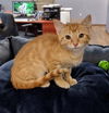 adoptable Cat in Hilton Head Island, SC named Merida