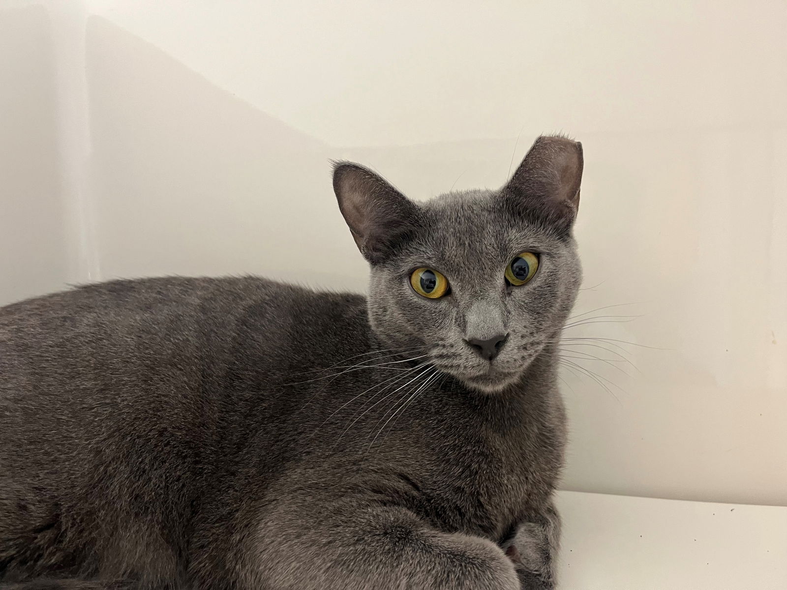 adoptable Cat in Hilton Head Island, SC named Pepe