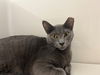 adoptable Cat in Hilton Head Island, SC named Pepe