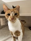 adoptable Cat in Hilton Head Island, SC named Dulcee