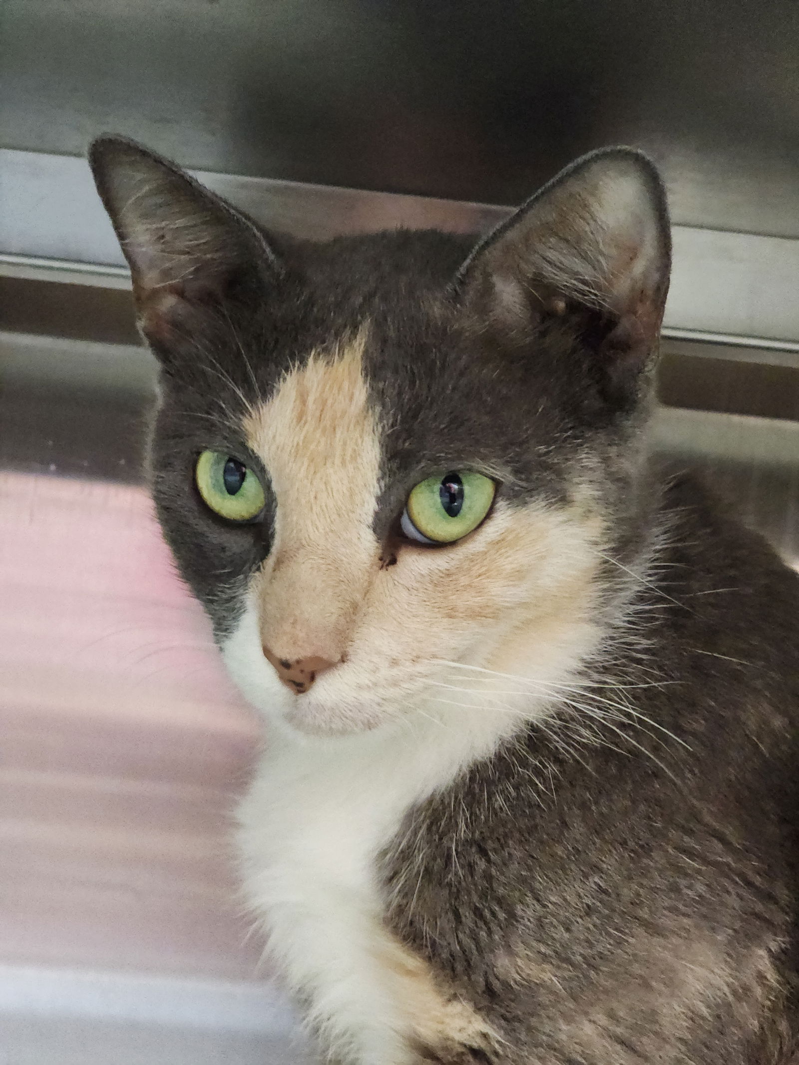 adoptable Cat in Hilton Head Island, SC named Beach