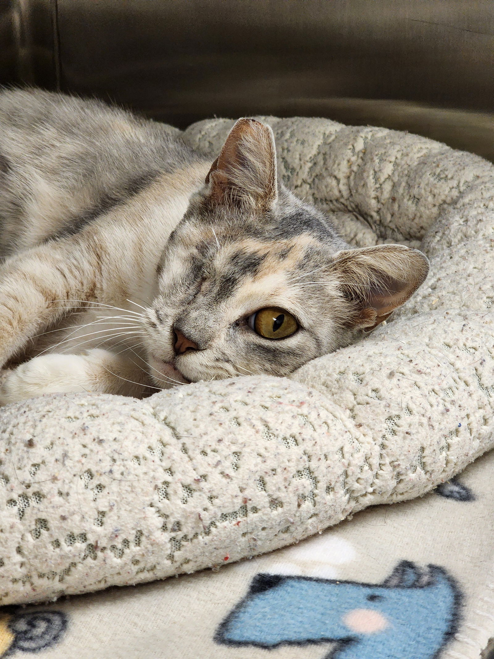 adoptable Cat in Hilton Head Island, SC named Arizona