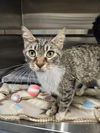 adoptable Cat in Hilton Head Island, SC named Squash