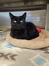 adoptable Cat in Hilton Head Island, SC named Midnight
