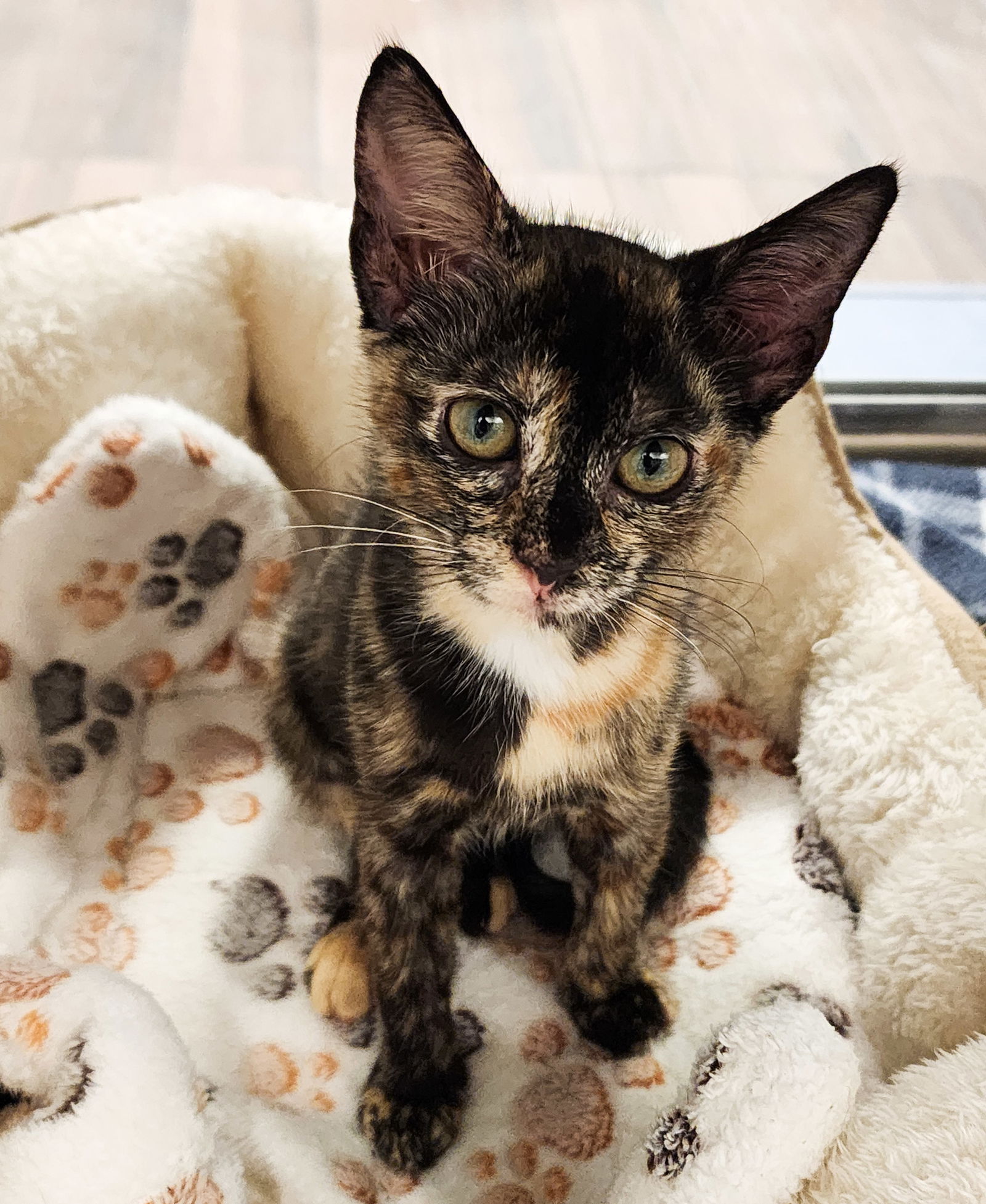 adoptable Cat in Hilton Head Island, SC named Cricket