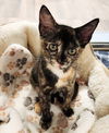 adoptable Cat in Hilton Head Island, SC named Cricket