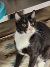 adoptable Cat in Hilton Head Island, SC named Nino