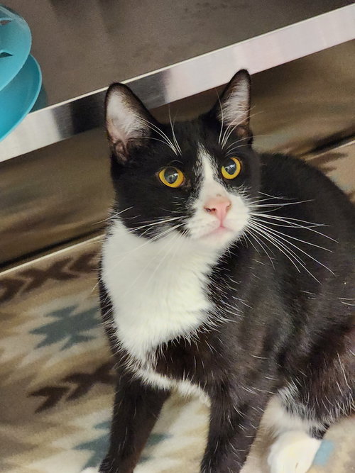 NINO - Domestic Short Hair available for adoption