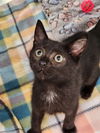 adoptable Cat in Hilton Head Island, SC named Dusty