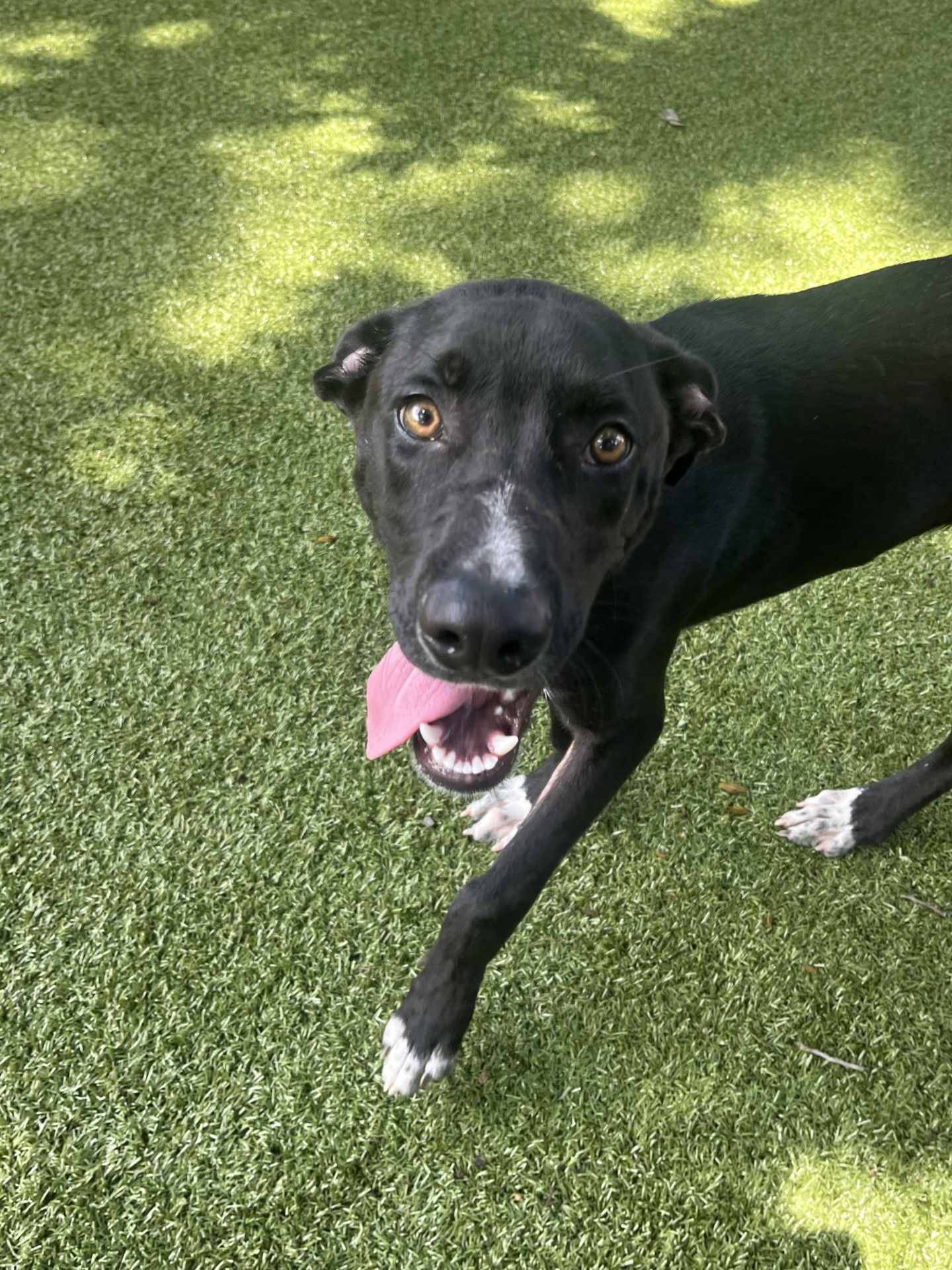 adoptable Dog in Hilton Head Island, SC named Willie