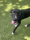 adoptable Dog in  named Willie