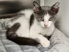 adoptable Cat in Hilton Head Island, SC named Razzle