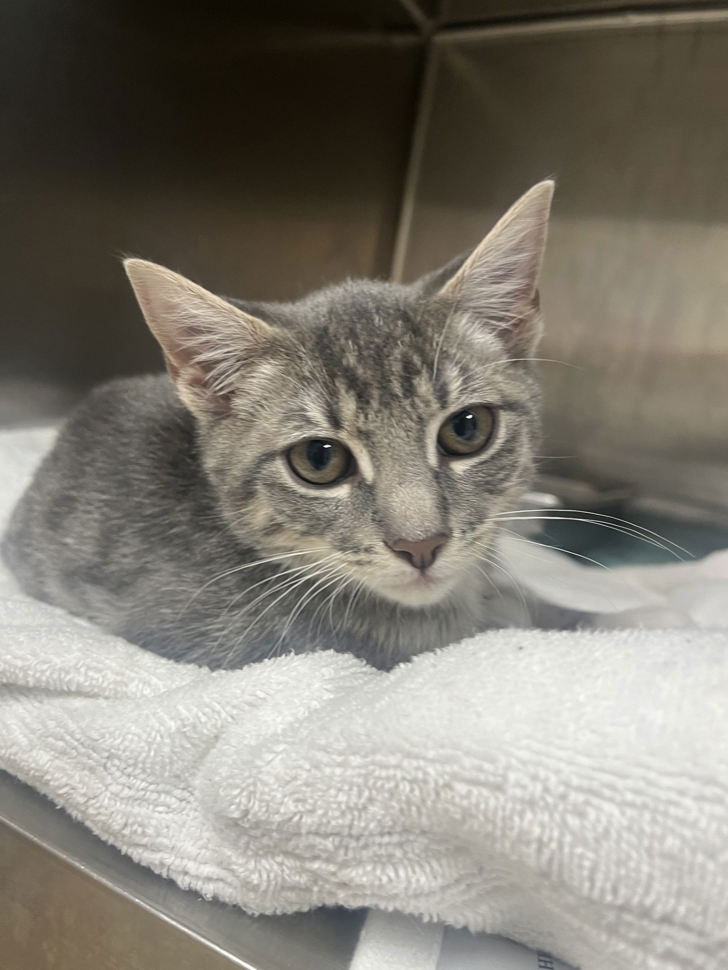 adoptable Cat in Hilton Head Island, SC named Rupert